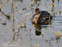 Little Grebe (immature)