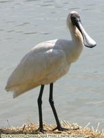 Royal spoonbill, Plataela regia, Queensland, February 2005. Photo © Barrie Jamieson