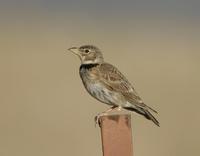 Calandra Lark (Melanocorypha calandra)