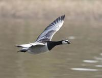 Barnacle Goose (Branta leucopsis)