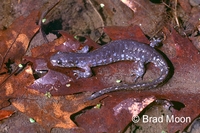 : Ambystoma laterale; Blue-spotted Salamander