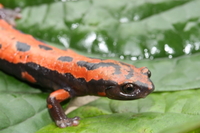: Bolitoglossa lincolni