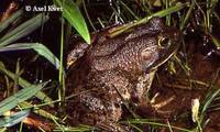 : Rana catesbeiana; American Bullfrog