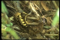 : Caprimulgus enarratus; Collared Nightjar