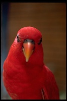 : Eos bornea; Red Lory