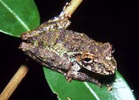 : Scinax rostratus