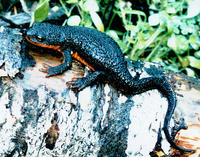 : Taricha granulosa; Rough-skinned Newt