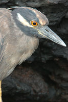 : Nycticorax violaceus pauper; Yellow crowned night heron