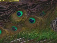 : Pavo cristatus; Peafowl
