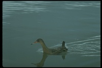 : Rallus longirostris; Clapper Rail