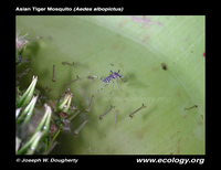: Aedes albopictus; Asian Tiger Mosquito