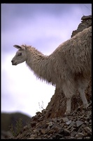 : Lama glama; Llama