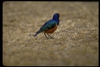 : Spreo superbus; Superb Starling