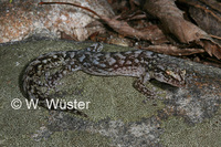 : Afrogecko porphyreus; Marbled Leaf-toed Gecko