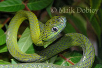 : Boiga cyanea; Green Catsnake