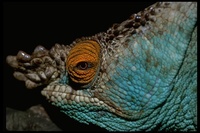 : Calumma parsonii; Parson's Chameleon