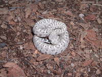 : Crotalus catalinensis; Isla Santa Catalina Rattlesnake