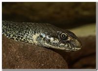 : Malpolon monspessulanus