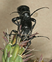 : Moneilema sp.; Cactus Long-horned Beetle