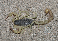 : Hadrurus spadix; Black Hairy Scorpion