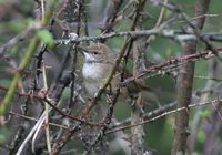 Spotted Bush Warbler » Bradypterus thoracicus