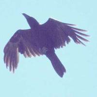 Brown-necked Raven