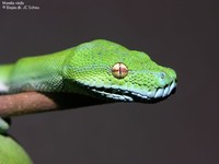 Grøn Træpython (Morelia viridis) Foto/billede af