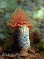Protula bispiralis - Feather Duster Worm