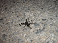 Zachaeus crista