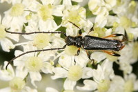 Callimus femoratus