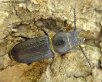 Spondylis buprestoides - Black Longicorn Beetle