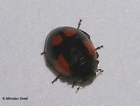 Adalia bipunctata var. maculata
