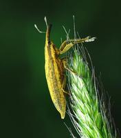 Lixus iridis
