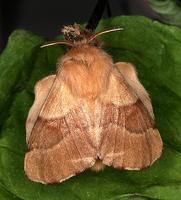 Malacosoma neustria - The Lackey