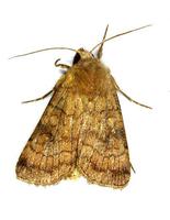 Xestia sexstrigata - Six-striped Rustic