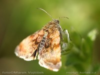 Panemeria tenebrata - Small Yellow Underwing