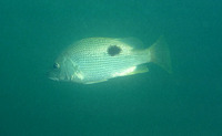 Lutjanus johnii, John's snapper: fisheries, aquaculture, gamefish