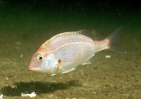 Pagrus major, Red seabream: fisheries, aquaculture, gamefish, aquarium