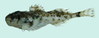 Artediellus atlanticus, Atlantic hookear sculpin: