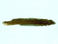 Congrogadus spinifer, Spiny eel-blenny: