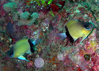 Chromis retrofasciata, Black-bar chromis:
