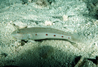 Valenciennea longipinnis, Long-finned goby: fisheries, aquarium