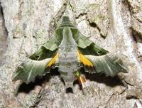 Proserpinus proserpina - Willowherb Hawk-moth