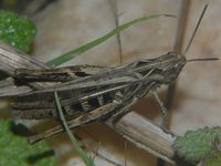 Glyptobothrus brunneus - Common Field Grasshopper