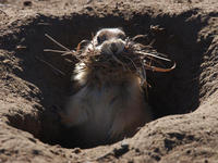 Image of: Cynomys ludovicianus (black-tailed prairie dog)