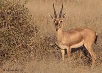Image of: Gazella bennettii (Indian gazelle)