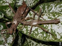 Haaniella saussurei