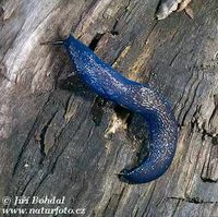 Bielzia coerulans