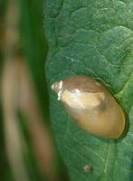 Succinea putris - European ambersnail
