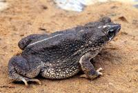 Image of: Bufo granulosus